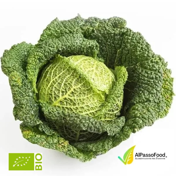 Cavolo Verza Biologico