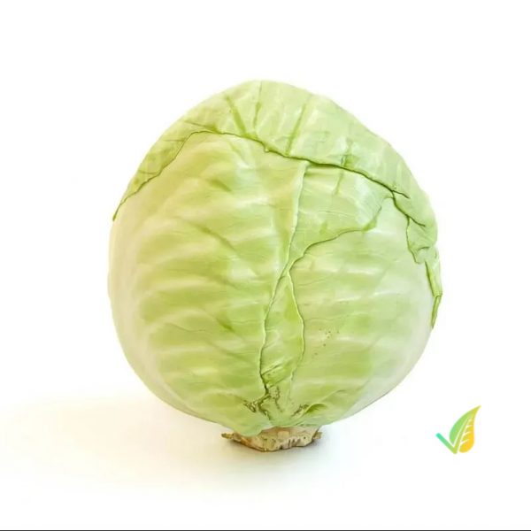 Cavolo Cappuccio Verde