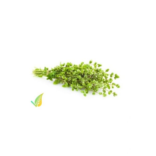 Origano Fresco