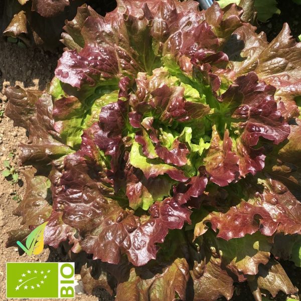 canasta viola bio