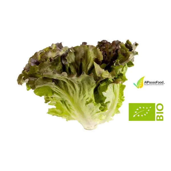 Canasta Biologica