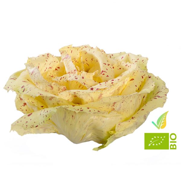 Radicchio Variegato di Castelfranco Biologico
