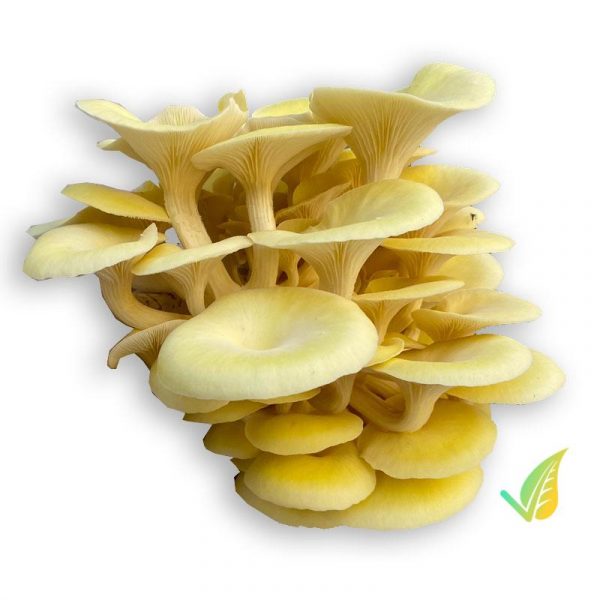 Fungo Gialletto Pleurotus Cornupiae