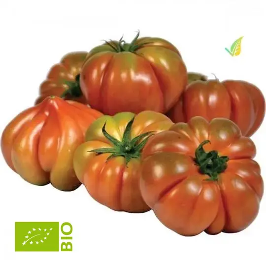 Pomodoro Costoluto Biologico