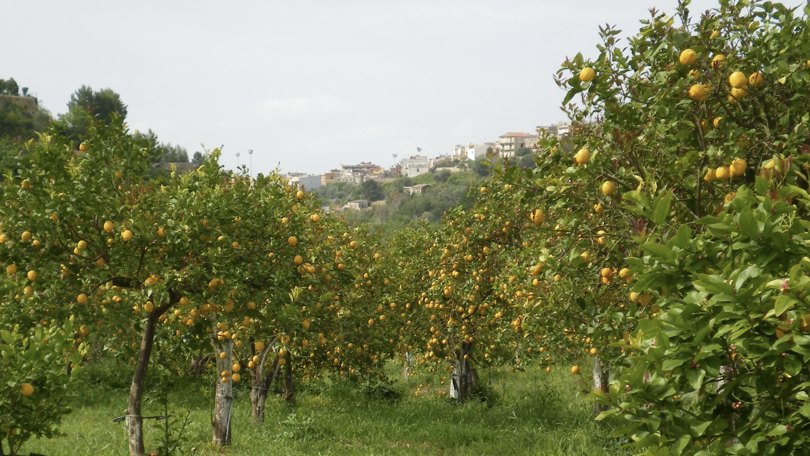 Limoni di noto