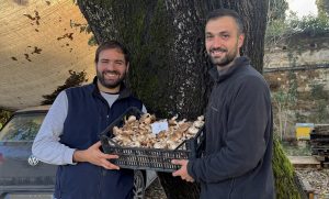funghi coltivati a roma