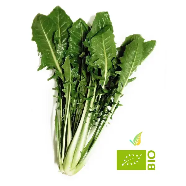 Cicoria-biologica-laziale