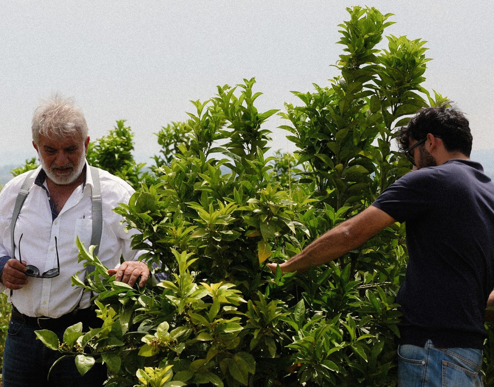 La collina Bio agrumi di Sicilia
