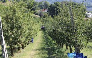 Biofavole, Ortezzano(FM) MARCHE