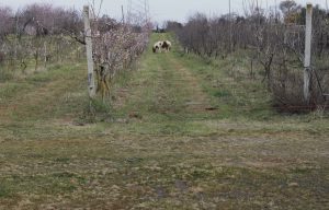Fattoria Biologica Il Papavero, Aprilia(LT) LAZIO