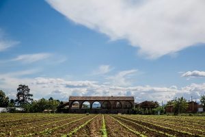Monastero Azienda agricola dal 1932