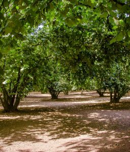 Parano Bio, Vasanello(VT) LAZIO