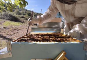 Az. Agr. La BeeO Baita, Dicomano(FI) LAZIO