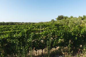 Cantina Giara