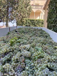 Fattoria di Sammontana