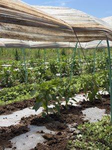 Semia Bio