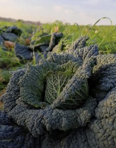 Verde Ambiente Società Bio
