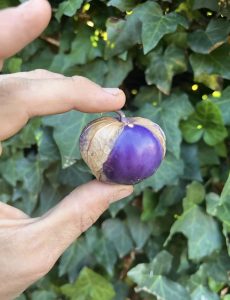 Agroemme tomatillo viola