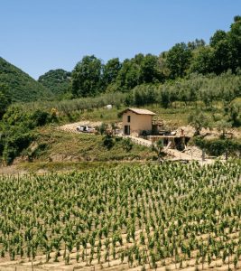 Rinelli Vigneti, Affile(RM) LAZIO