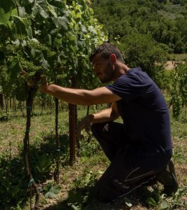 Rinelli Vigneti, Affile(RM) LAZIO