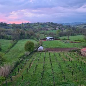 azienda agricola Taurino
