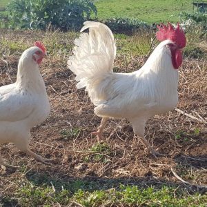 azienda agricola Taurino
