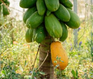 Azienda Agricola Salafia Santo giardini tropicali, maulli