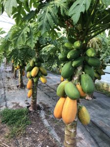 Azienda Agricola Salafia Santo giardini tropicali, maulli
