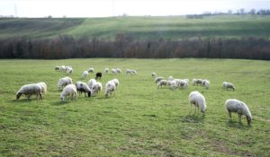 Cattani