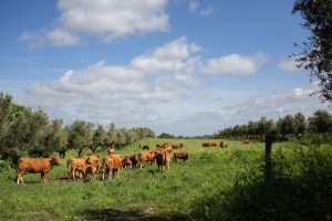 Solaria agricola Boccea