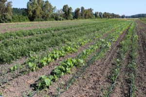 Solaria agricola Boccea