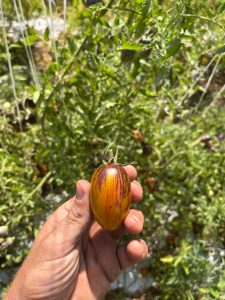 Plum indigo streaped di Agroemme