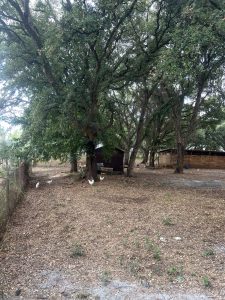 Uovo Felice dell'agro pontino