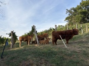 Dellerba animals