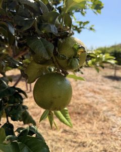 Patea azienda agricola bergamotto
